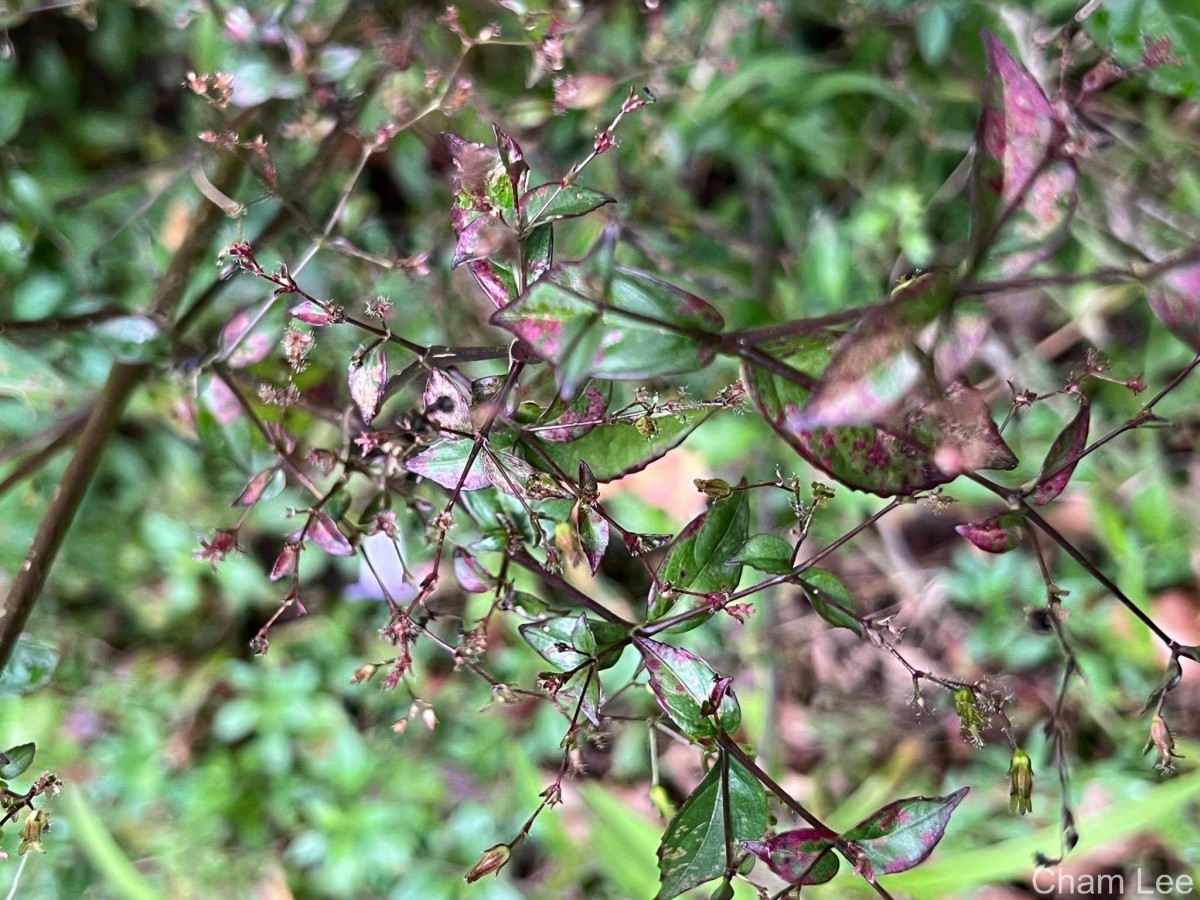 Strobilanthes helicoides T.Anderson